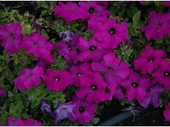 Петуния крупноцветковая "Lupo Violet" (Контейнер 0,3л.)