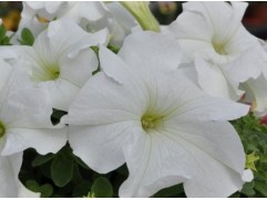 Петуния крупноцветковая "Lupo White" (Контейнер 0,3л.)