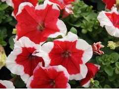 Петуния крупноцветковая "Lupo Red Picotee" (Контейнер 0,3л.)