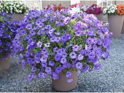 Петуния ампельная "Galaxy Blue" (Контейнер 1,0л.)