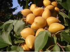 Абрикос "Манитоба" (Контейнер 11,0л)