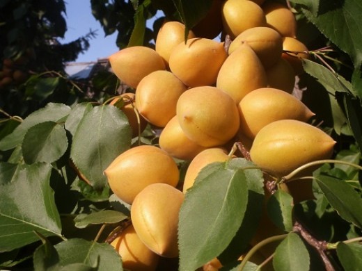 Абрикос "Манитоба" (Контейнер 11,0л) Абрикос "Манитоба" (Контейнер 11,0л)