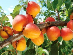 Абрикос "Триумф северный" (Контейнер 7,0л.)