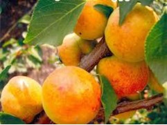 Абрикос "Чемпион Севера" (Контейнер 7,0л.)