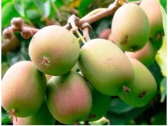 Актинидия Коломикта "Сиреневый туман" (Контейнер 2,0л.)