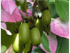 Актинидия Коломикта "Фестивальный" (мужская) (Контейнер 2,0л.)