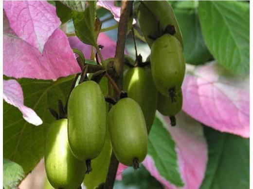 Актинидия Коломикта "Фестивальный" (мужская) (Контейнер 2,0л.) Актинидия Коломикта "Фестивальный" (мужская) (Контейнер 2,0л.)