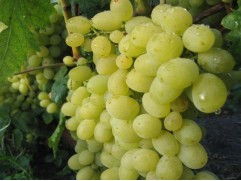 Виноград плодовый "Восторг" (Контейнер 1,0л.)