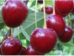 Вишня обыкновенная "Тургеневка" (Контейнер 7,0л)