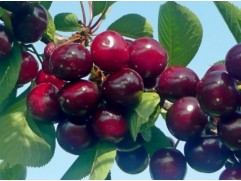 Вишня Дюк "Чудо вишня" (Контейнер 7,0л.)