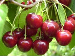 Вишня обыкновенная "Харитоновская" (Контейнер 7,0л.)