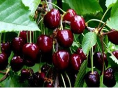 Вишня обыкновенная "Шубинка" (Контейнер 5,0л.)