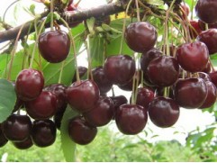 Вишня обыкновенная "Жуковская" (Контейнер 7,0л)