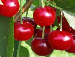 Вишня обыкновенная "Гирлянда" (Контейнер 7,0л.)