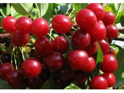 Вишня Дюк "Факел" (Контейнер 5,0л.)