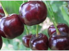 Вишня Дюк "Ночка" (Контейнер 5,0л.)