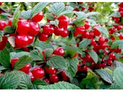 Вишня войлочная (Контейнер 3,0л.)