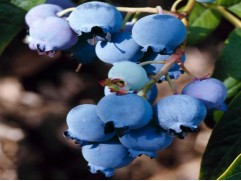 Голубика высокорослая "Berkeley" (Контейнер 2,0л.)