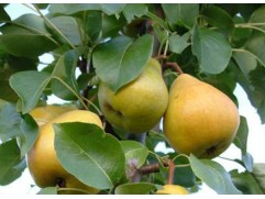 Груша "Лада" (Контейнер 5,0л.)