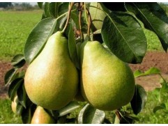 Груша "Просто Мария" (Контейнер 5,0л.)