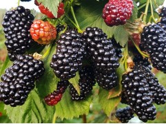 Ежевика "Natchez" (Контейнер 1,5л.)