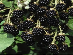 Ежевика "Loch Ness" (Контейнер 3,0л.)