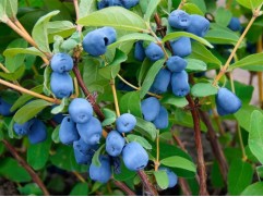 Жимолость "Бакчарская" (Контейнер 3,0л.)