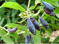 Жимолость "Кувшиновидная" (Контейнер 3,0л.)