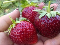 Земляника крупноплодная "Darselect" (Контейнер 0,5л.)