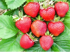 Земляника крупноплодная "Allegro" (Контейнер 0,5л.)