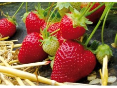 Земляника крупноплодная "Falco" (Контейнер 0,5л.)