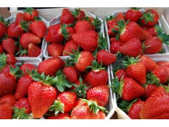 Земляника крупноплодная "Flair" (Контейнер 0,5л.)