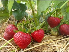 Земляника крупноплодная ремонтантная "Selva" (Контейнер 0,5л.)