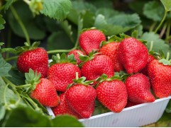 Земляника крупноплодная "Elianny" (Контейнер 0,5л.)