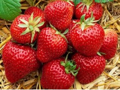 Земляника крупноплодная "Vima Zanta" (Контейнер 0,5л.)