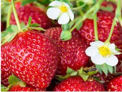 Земляника крупноплодная "Nandi" (Контейнер 0,5л)