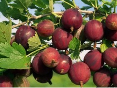 Крыжовник "Олави" (Контейнер 3,0л.)