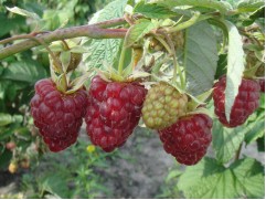 Малина "Гордость России" (Контейнер 2,0л.)