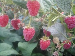 Малина "Бальзам" (Контейнер 1,5л.)