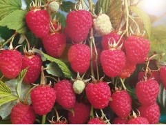 Малина "Колокольчик" (Контейнер 1,5л.)