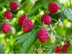 Малина "Спутница" (Контейнер 1,5л.)