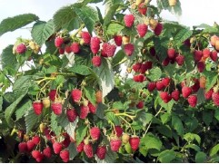 Малина "Таруса" (Контейнер 1,5л.)