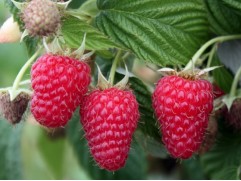 Малина "Красная Королева" (Контейнер 2,0л.)