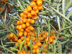 Облепиха "Трофимовская" (Контейнер 3,0л.)