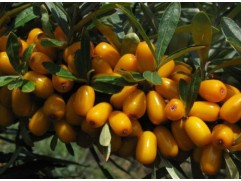 Облепиха "Августина" (Контейнер 3,0л.)