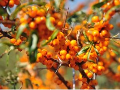 Облепиха "Ботаническая ароматная" (Контейнер 5,0л.)