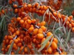 Облепиха "Ботаническая любительская" (Контейнер 3,0л.)