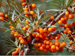 Облепиха "Дар МГУ" (Контейнер 2,0л.)