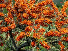 Облепиха "Лучистая" (Контейнер 2,0л.)