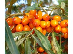 Облепиха "Ботаническая" (Контейнер 3,0л.)